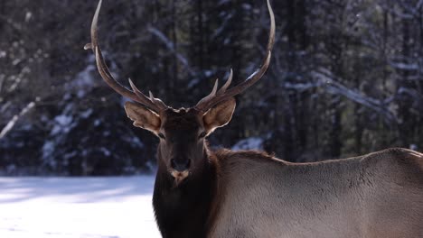 bull-elk-looks-at-camera-slomo-snow-falling