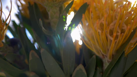 CLOSE-UP-of-Yellow-Pincushion-Proteas-In-A-Vase,-PAN-LEFT