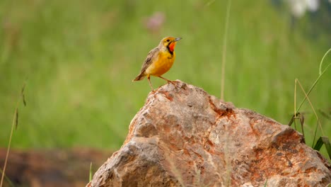 Small-Cape-Longclaw-on-rock-observes-his-surroundings,-close-up