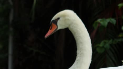 close-up-to-a-beautiful-swan-face