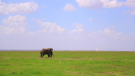 Famoso-Elefante-Del-Parque-Nacional-Amboseli-&quot;tim&quot;-Y-Un-Remolino-De-Polvo-Distante