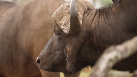 Close-up-profile-of-Cape-Buffalo's-head-and-wrinkled-neck-in-Africa