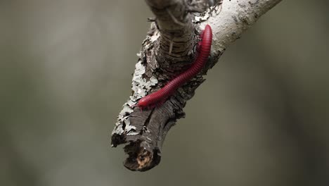 Macro:-Stunning-segmented-Red-Millipede-explores-end-of-tree-branch