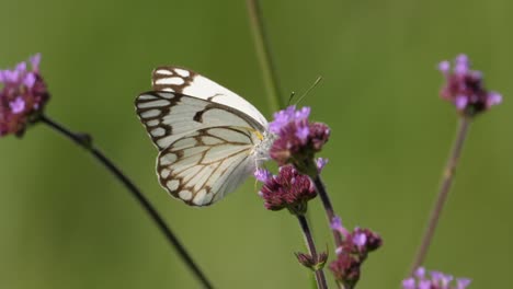 Pioneer-White-Butterfly-flying-among-pink-flowers
