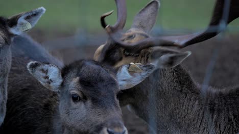 Fallow-deer-buck-licking-female-deer-in-cold-overcast-autumn-day,-closeup-handheld-shot