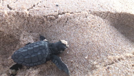 Baby-sea-turtle-closeup-crawling-on-sand-with-difficulty-and-much-effort-during-its-journey-on-the-way-to-reach-the-ocean-for-the-first-time