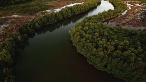 River-bend-winding-through-mangrove-forest---drone-fly-over
