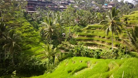 Ein-Zeitraffer-Der-Tegalalang-Reisterrassen-An-Einem-Bewölkten-Tag-In-Ubud,-Bali,-Indonesien