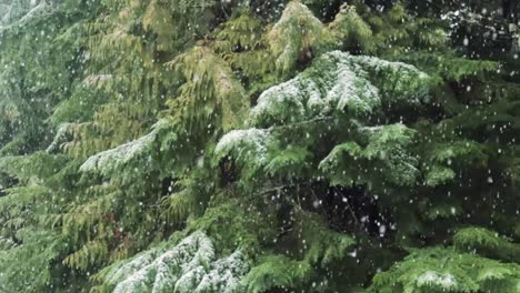 Schneefall-Im-Winter-Im-Wald,-Weicher,-Verschneiter-Weihnachtsmorgen-Mit-Fallendem-Schnee