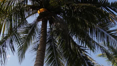 A-Chinese-local-up-in-a-Coconut-tree-and-harvesting-coconut-fruits-and-dropping-them-to-the-ground---Tilt-up