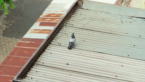 confused-pidgeon-on-a-metal-roof,-walking-over-to-fly