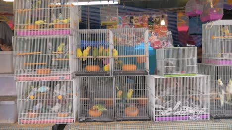 Papageien-In-Käfigen-Auf-Dem-Markt-In-Thailand