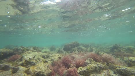 Blick-Auf-Den-Meeresboden-Am-Korallenriff-In-Tulum,-Mexiko