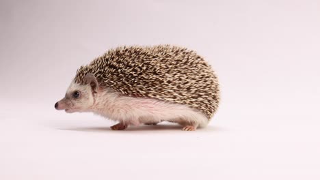 hedgehog-on-white-background-spun-around-by-human-hand-during-photoshoot-cute-as-heck