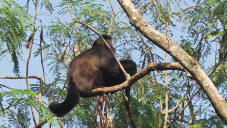 Mono-Sosteniendo-Y-Comiendo-Aguacate-Enorme-En-Los-árboles-En-Brasil