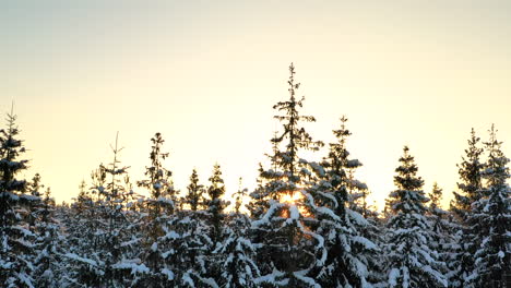 Ruhiger,-Schneebedeckter-Wald-Bei-Klarem-Sonnenaufgang,-Tracking-Drohnenaufnahme