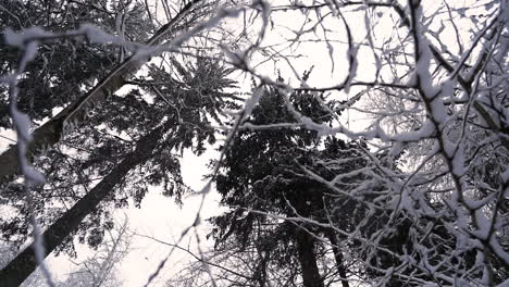 Snowy-white-fir-tree-forest-in-depths-of-winter,-low-angle-slider-shot