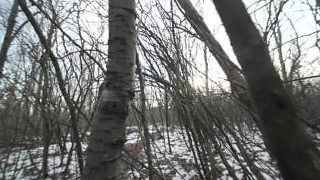 Panorámica-De-Gran-Angular-A-Través-De-Un-Desolado-Bosque-Invernal