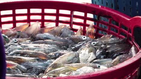Rohe-Tintenfische-Von-Hand-Pflücken,-Frische-Meeresfrüchte-Auf-Dem-Lokalen-Fischmarkt-Kaufen,-Aus-Nächster-Nähe
