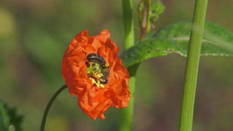 Honigbiene-Kriecht-Auf-Zerknitterten-Blütenblättern-Einer-Roten-Mohnblume-Auf-Einer-Sonnigen-Mediterranen-Wiese,-Nahaufnahme-In-Zeitlupe