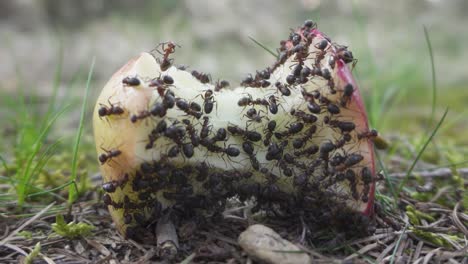 Ameisenkolonie-Frisst-Äpfel-Auf-Dem-Waldboden,-Ameisen-Sammeln-Nahrung-Für-Ihr-Nest
