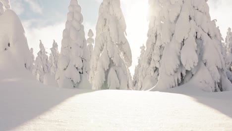 Cinematic-shot-of-extreme-snow-covered-conifer-trees-and-mountain-landscape-during-sunny-day-in-winter