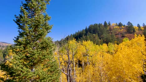 Aspen-grove-with-yellow-autumn-leaves-in-the-Rocky-Mountain---pull-back-descending-aerial-view-while-tilting-up