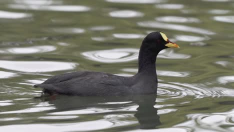 Close-up-of-a-red-gartered-coot-floating-peacefully-on-a-pond-then-sinking-underwater