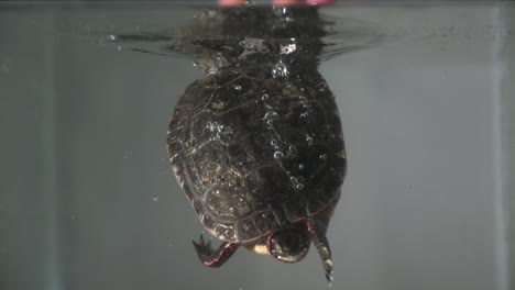 Turtle-head-on-splashing-into-water-slow-motion---painted-turtle-amphibian