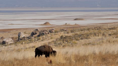 Large-male-American-bison-or-buffalo-grazing-on-the-grass-with-the-salt-flats-of-Antelope-Island,-Utah-in-the-background
