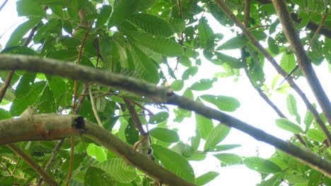 Ein-Von-Unten-Gesehener-Vogel,-Der-Seine-Unterseite-Zeigt,-Während-Er-Auf-Einem-Ast-Sitzt-Und-Etwas-Im-Wald-In-Panama-Frisst