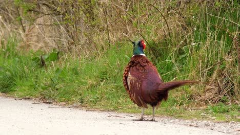 A-male-Pheasant-calls-and-ruffles-his-feathers