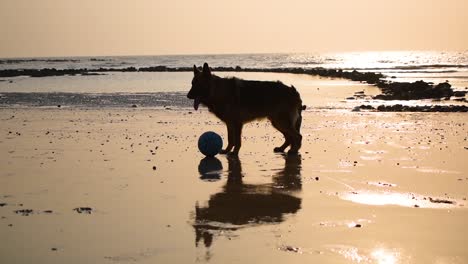 Silhouette-of-Very-calm-and-tired-German-shepherd-dog-standing-beside-playing-ball-and-breathing-fast-after-running-on-beach-in-Mumbai,-15th-March-2021