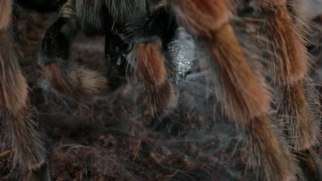 Tarantula-using-web-to-store-his-prey
