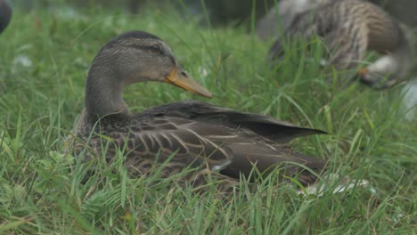 Mallard-duck-sitting-in-lush-grass-pruning-underside-of-wing-feathers