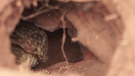 Burrowing-owl-mother-feeding-chick-inside-nest-with-a-piece-of-meat-of-dead-mice-slow-motion-60-fps-prores