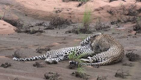 Wunderschöne-Interaktion-Zwischen-Einer-Leopardenmutter-Und-Ihrem-älteren-Jungen,-Während-Sie-Sich-Gegenseitig-Begrüßen-Und-Pflegen