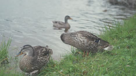 Three-mallard-ducks-preening-on-grassy-river-shoreline,-MEDIUM-CLOSE-UP