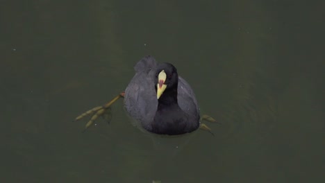 Close-up-of-a-red-gartered-coot-with-black-feathers-swimming-on-a-pond-with-its-lobate-feet