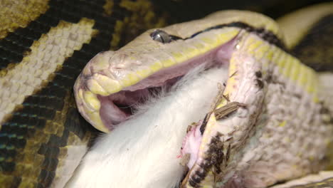 Reticulated-python-eating-a-large-mammal-slow-motion