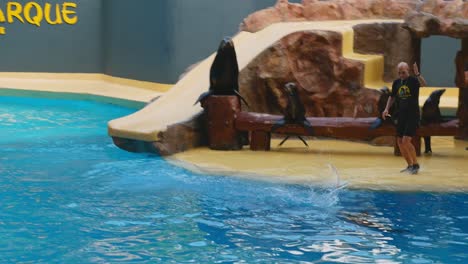 Sea-lion-jumps-repeatedly-out-of-the-water-during-sea-lion-show-in-Loro-Parque,-Tenerife