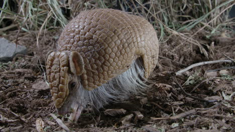 close-up-wide-angle-view-of-armadillo-in-nature