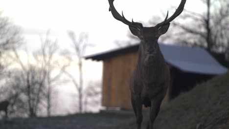 Majestic-stag-with-large-antlers-walks-calmly-towards-camera---SLOMO