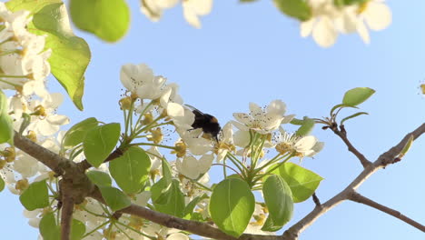 Natural-frame-shows-a-honey-bee-collecting-pollen-from-flower-to-flower-in-slowmotion