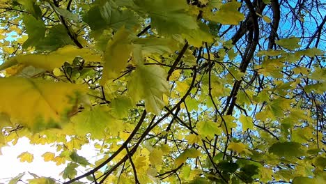 Close-up-of-maple-leaves-on-tree-swaying-in-wind