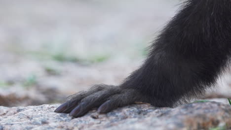 Capuchin-monkey-legs-arms-and-hands-closeups,-showing-its-nails-while-it-stand-on-a-rock