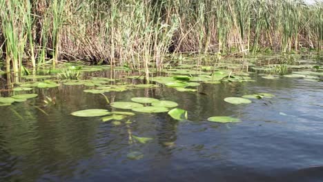 Beautiful-green-water-lilies-in-Danube-Delta---close-up