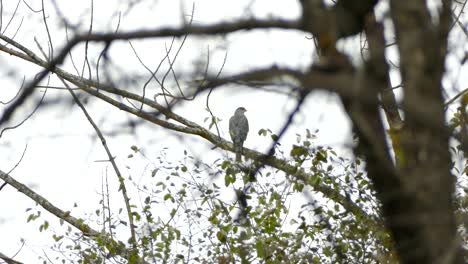 Large-majestic-grey-bird-perches-on-a-branch-in-the-middle-of-the-forest-skyline