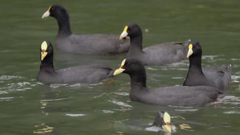 Close-up-of-a-group-of-white-winged-and-red-gartered-coots-swimming-and-searching-for-food-on-a-pond