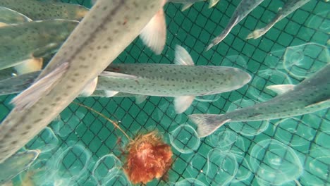 Close-Up-of-Salmon-Fish-Swimming-Above-Fishing-Net